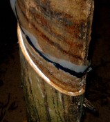 Hình 3 6 a Cây bình thường không khô mặt cạo Hình 3 6 b Cây khô mặt cạo 4