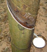 Hình 3 6 a Cây bình thường không khô mặt cạo Hình 3 6 b Cây khô mặt cạo 5