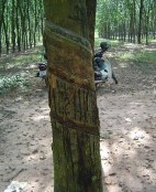 Hình 3 6 e Cây bình thường khi chích vào vỏ cây có mủ chảy ra Hình 3 6 g Cây 6