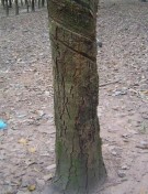 Hình 3 6 e Cây bình thường khi chích vào vỏ cây có mủ chảy ra Hình 3 6 g Cây 8