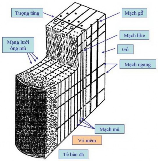 Hình 1 1 Cấu tạo vỏ cây cao su Hevea brasiliensis Nguồn d’Auzac và ctv 1997 1