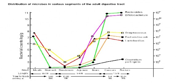 Biều đồ 1 Phân bố vi khuẩn tại các đoạn khác nhau trong đường tiêu hóa 1