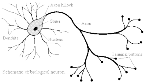 Hình 2 Minh họa một Neuron thần kinh sinh học Trên đây là hình ảnh của một 2