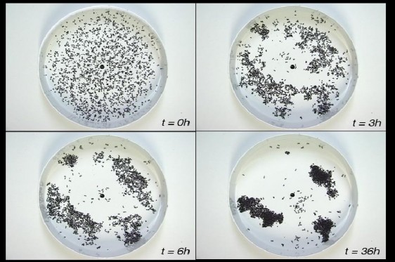 Hình Thí nghiệm cho thấy sự phân cụm các ấu trùng của kiến Tại t 0h 1