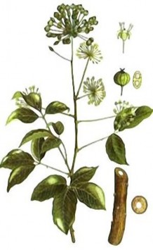 Hình 1 2 Hình ảnh về loài Ngũ gia bì hương 14 Ngũ gia bì hương phân bố ở 19