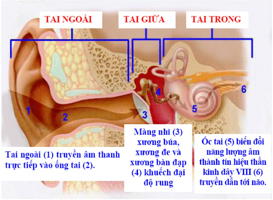 Hình 1 Sơ đồ cắt ngang tai Thần kinh ốc tai Thần kinh ốc tai thần kinh thính 1