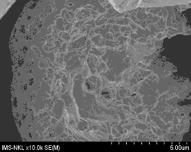 g h Hình 3 Ảnh SEM của tinh bột sắn a b và tinh bột oxy hoá với hàm 1
