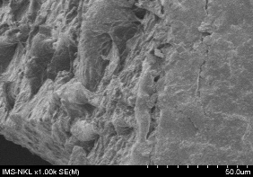 Tinh bột ghép AM trong hệ đồng thể GY 16 9 Hình 3 36 Ảnh SEM của tinh bột 14