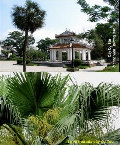 Hình 1 1 Cây cọ xẻ Cây cọ xẻ còn gọi là kè tàu có nguồn gốc ở Nam Trung 1