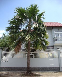 Hình 1 2 Cây cọ Là một loài cây mọc đơn độc thân cột mang lá tập trung 2