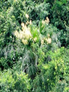 H ình 1 3 Cây cọ hạ long Cây ra hoa từ tháng 4 đến tháng 6 có quả vào tháng 7 3