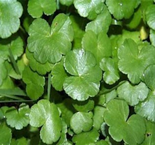 Hình 1 4 Cây rau má lá to Theo Đông y rau má lá to có vị cay hơi đắng nó có 1