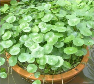 Hình 1 5 Cây rau má lá sen Loài rau má lá sen Hydrocotyle vulgaris rất dễ bị nhầm 2