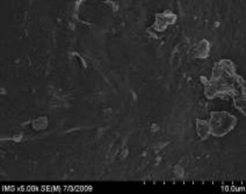 5a 5b 7a 7b Hình 3 14 Ảnh SEM của màng MAP với phụ gia bentonit hàm lượng 3 13