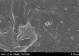 Hình 3 15 Ảnh SEM của màng MAP với phụ gia silica hàm lượng 5 được đùn thổi 19