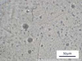 Hình 3 16 Ảnh chụp kính hiển vi quang học của màng LDPE không chứa phụ gia 22