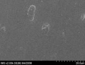 Hình 3 26 Ảnh SEM của màng CE44 Ảnh chụp kính hiển vi quang học của màng CE44 39