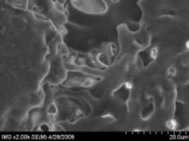 a b c d Hình 3 2 Ảnh SEM của màng SH a b SH có 10 glyxerin c d Kết quả 2