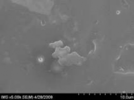 c d Hình 3 2 Ảnh SEM của màng SH a b SH có 10 glyxerin c d Kết quả thu 4