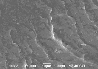 Tỷ lệ 80 20 Hình 3 19 Ảnh SEM bề mặt gẫy mẫu vật liệu NBR CR PVC DLH tỷ 4