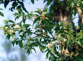 ▪ Phân bố Trên thế giới Mức hoa trắng được phân bố ở Ấn Độ Myanma 1