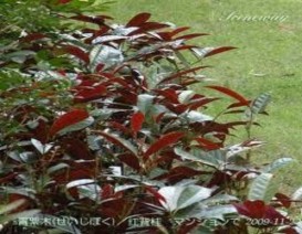 1 2 2 4 Cây Đơn lá đỏ Hình 1 5 Ảnh cây Đơn lá đỏ 3 ▪ Tên khoa học 2