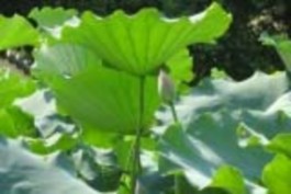 ▪ Tên khoa học Nelumbo nucifera Gaertn họ Sen – Nelumbonaceae ▪ Phân bố Vùng 1