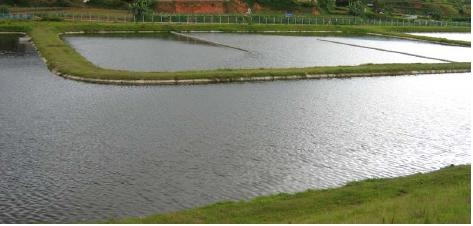 Hình 2 5 hồ sinh học Nguyên tắc hoạt động Vi sinh vật sử dụng oxy sinh ra từ 3