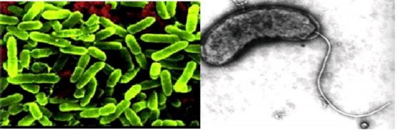 A b c d e f Hình 2 6 Một số loại vi khuẩn trong nước thải a Peseudomonas 1