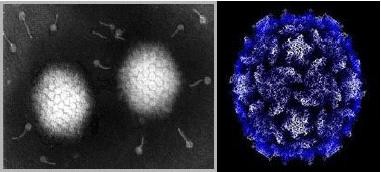 Hình 2 7 Hình dạng của virus 2 5 4 3 3 Nấm men Các loài nấm men tồn tại trong 4