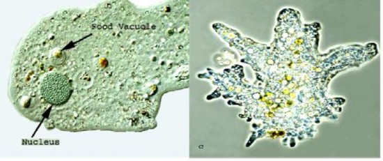 A Amoeba b Peritrichia chủng có mao c Carchesium Polypium d Vorticella Convallaria e 5