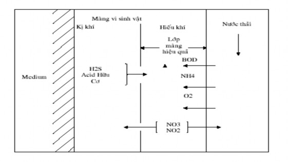 Hình 3 1 Cấu tạo của màng lọc sinh học 3 1 2 Phân loại lọc sinh học Dựa vào 1