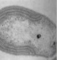 Hình 3 6 vi khuẩn nitrosomonas và nitrobacter 3 2 4 2 3 Quá trình khử nitrat Quá trình 3