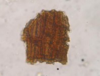 Hình 3 4 Đặc điểm bột phần trên mặt đất của loài Piper thomsonii C DC 1