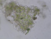 Hình 3 4 Đặc điểm bột phần trên mặt đất của loài Piper thomsonii C DC 2