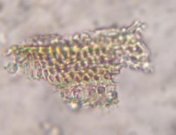 Hình 3 4 Đặc điểm bột phần trên mặt đất của loài Piper thomsonii C DC 4