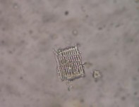 Hình 3 4 Đặc điểm bột phần trên mặt đất của loài Piper thomsonii C DC 5