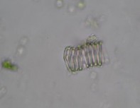 Hình 3 4 Đặc điểm bột phần trên mặt đất của loài Piper thomsonii C DC 6