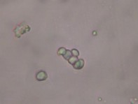 Hình 3 4 Đặc điểm bột phần trên mặt đất của loài Piper thomsonii C DC 8