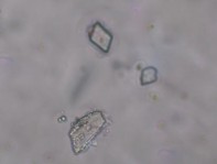 Hình 3 4 Đặc điểm bột phần trên mặt đất của loài Piper thomsonii C DC 9