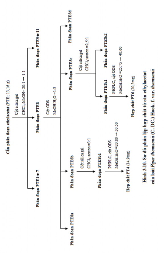 3 2 1 2 Kết quả nhận dạng hợp chất phân lập được từ loài Piper thomsonii C 10