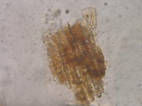 Đặc điểm bột phần trên mặt đất của loài Piper hymenophyllum Miq được thấy 2