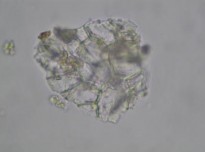 Đặc điểm bột phần trên mặt đất của loài Piper hymenophyllum Miq được thấy 4