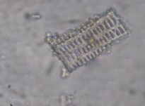 Đặc điểm bột phần trên mặt đất của loài Piper hymenophyllum Miq được thấy 5