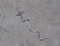 Đặc điểm bột phần trên mặt đất của loài Piper hymenophyllum Miq được thấy 7