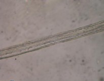 Đặc điểm bột phần trên mặt đất của loài Piper hymenophyllum Miq được thấy 8