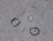 Đặc điểm bột phần trên mặt đất của loài Piper hymenophyllum Miq được thấy 9