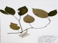 Nghiên cứu đặc điểm thực vật, thành phần hóa học và tác dụng ức chế enzym acetylcholinesterase của hai loài Piper thomsonii (C. DC.) Hook. f. var. thomsonii và Piper hymenophyllum Miq., họ Hồ tiêu (Piperaceae) - 22