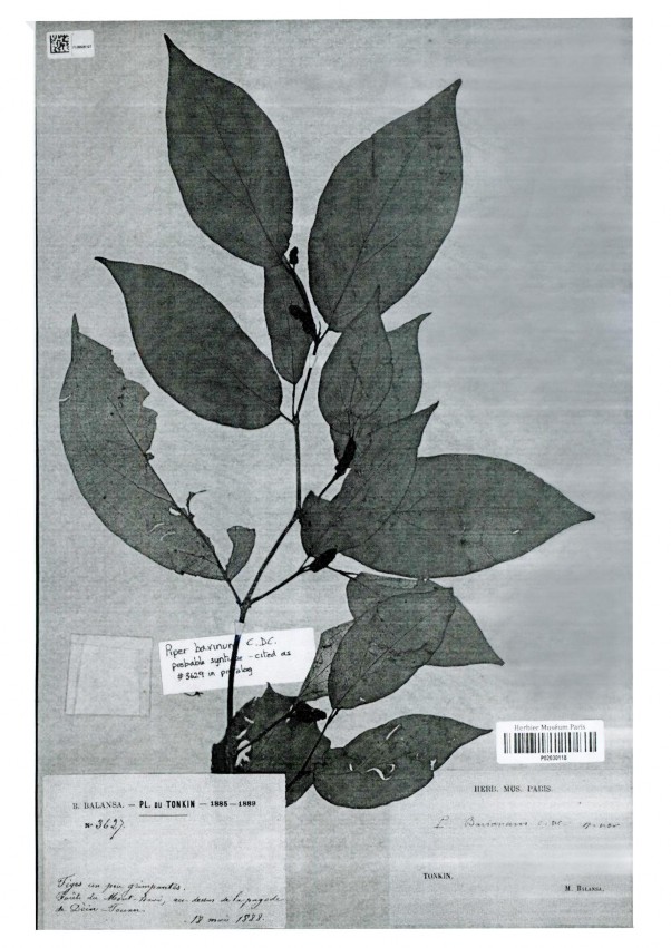 Ảnh tiêu bản mẫu đối chiếu của loài Piper bavinum C DC Ảnh tiêu bản mẫu 2