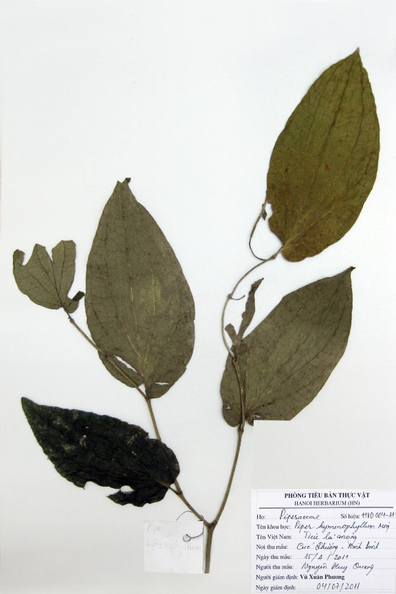 Ảnh tiêu bản mẫu nghiên cứu của loài Piper hymenophyllum Miq Ảnh tiêu bản mẫu 3